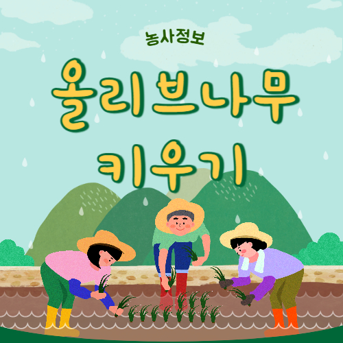 올리브나무 키우기