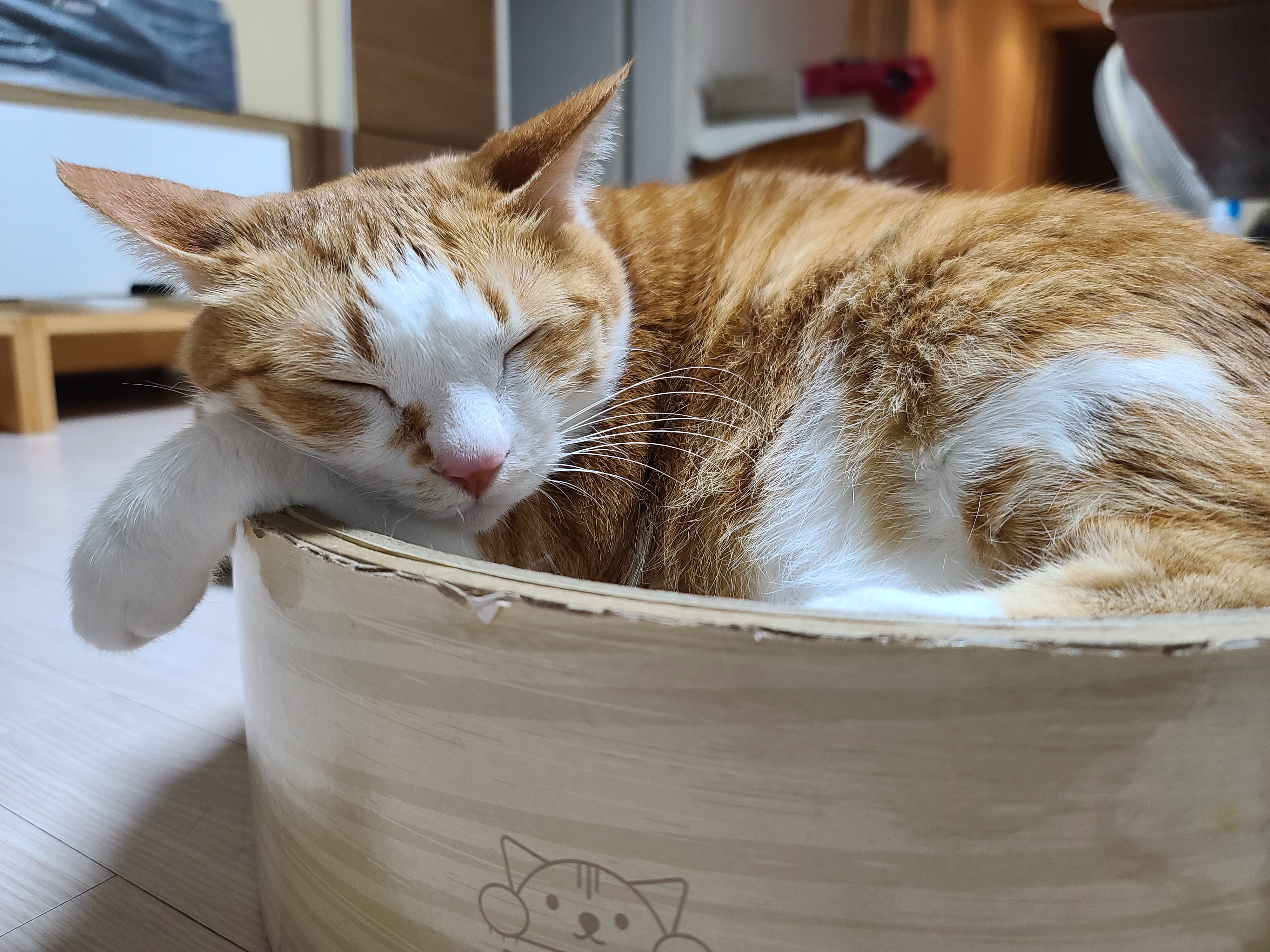 평온한 호야 사진으로 힐링하기. 고양이멍 해보기.