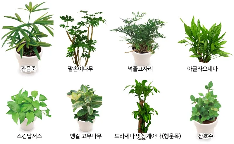 실내 공기정화식물 추천 10가지_5