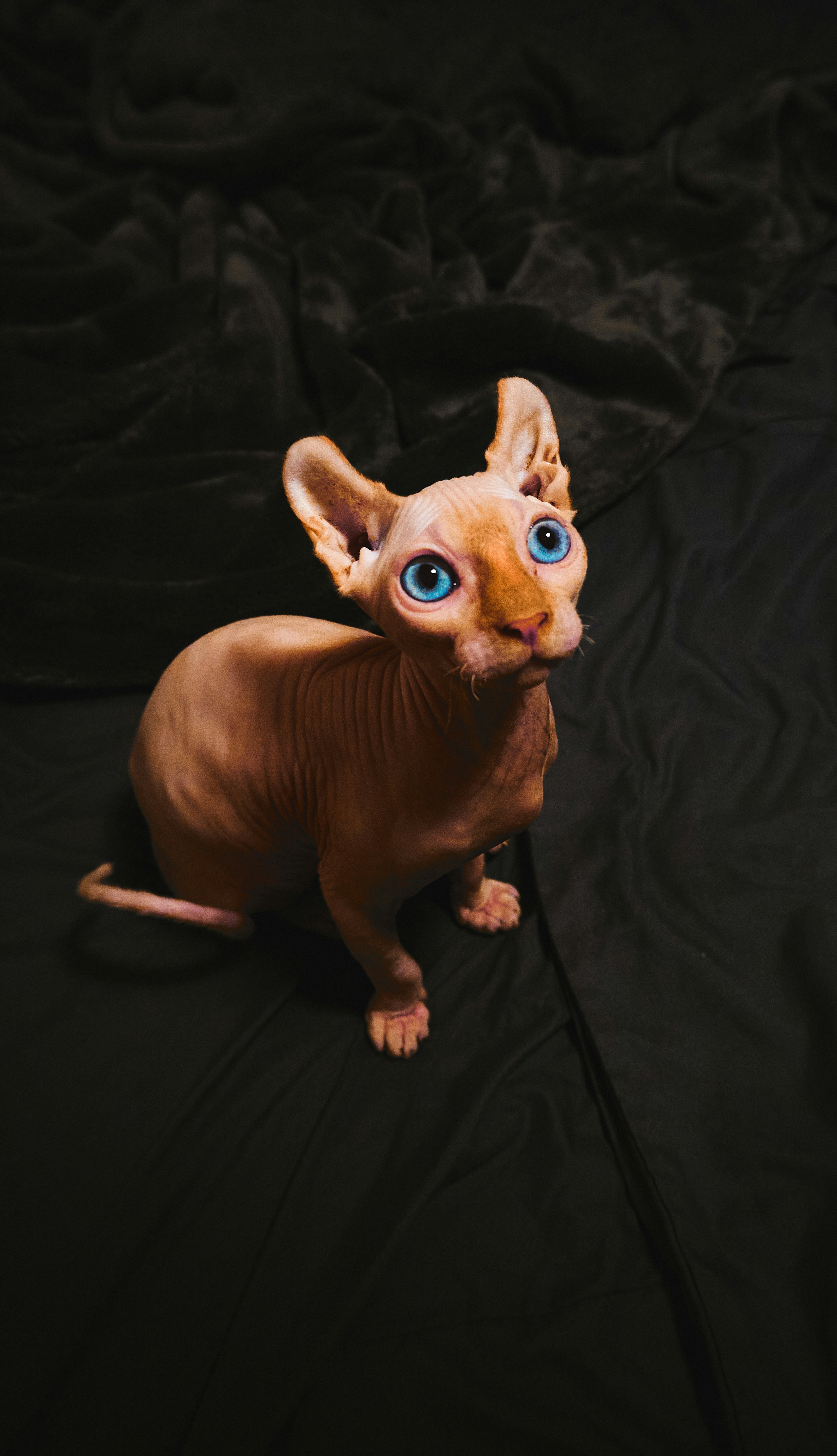 스핑크스 고양이 사진