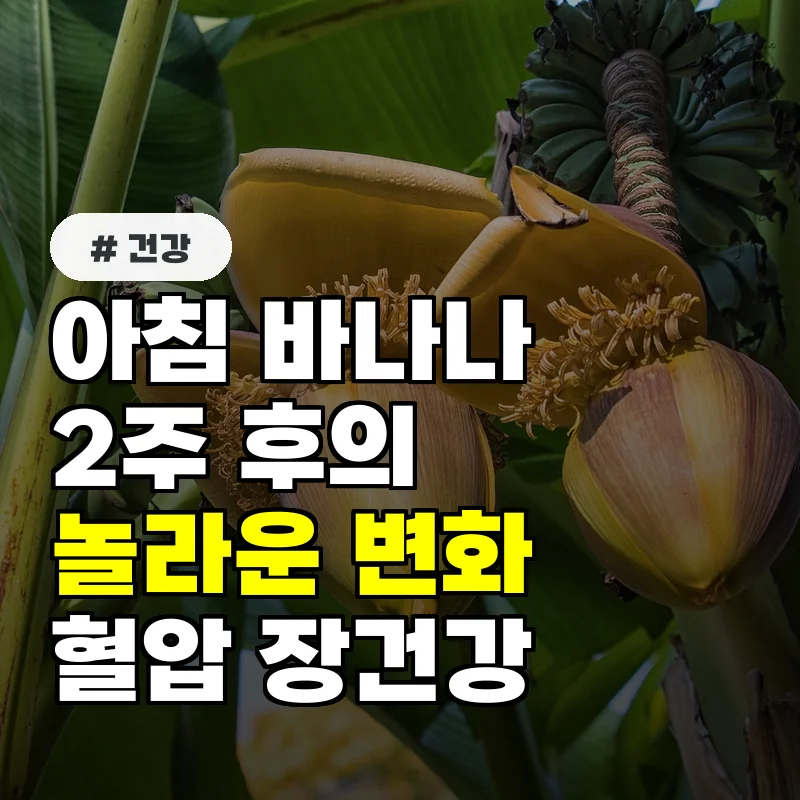 아침 바나나 한 개 꾸준히 먹으면 2주 뒤 혈압장건강 변화 3가지
