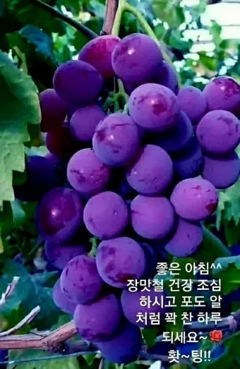 장마철 인사말 모음 예시 멘트_13