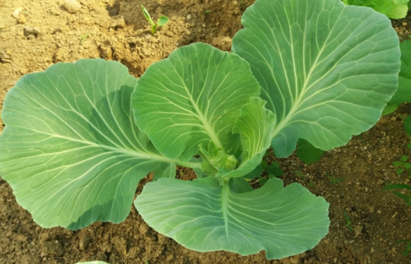 중성지방 낮추는 음식