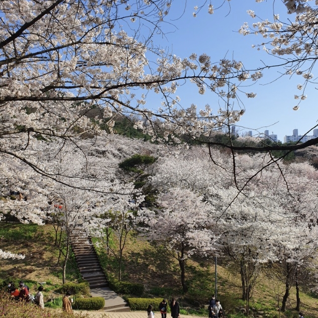 2024 서대문 봄빛축제