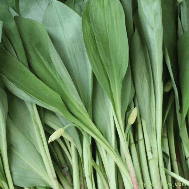 천연 항생제 명이나물 특징