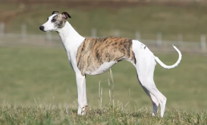 휘핏/출처:어도비스톡