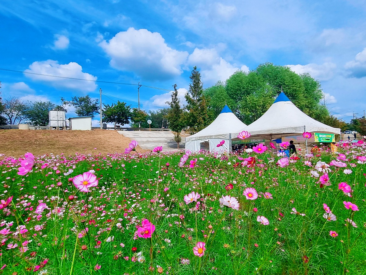 서울 근교 가을꽃 만발한, 경기도 고양시 강매석교공원 창릉천 코스모스축제