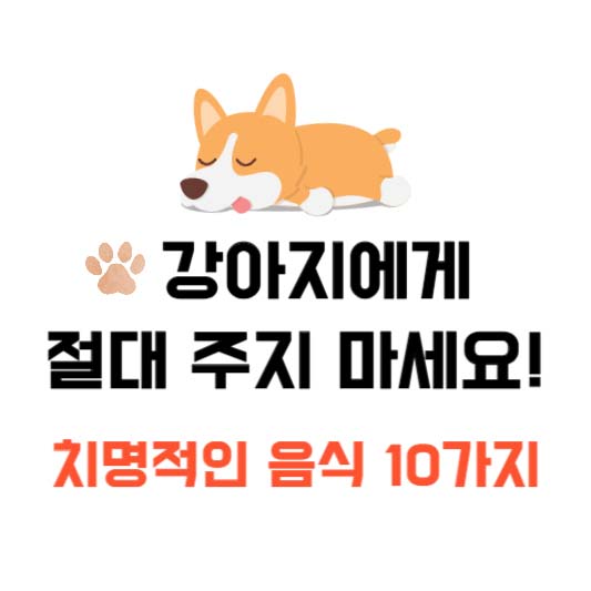 강아지에게 절대 주지 마세요! 치명적인 음식 10가지