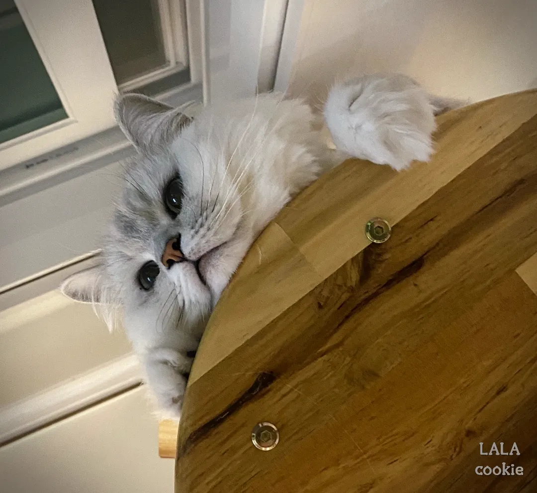 고양이-벤토나이트-모래-비교-캣타워에서-내려다보는-고양이