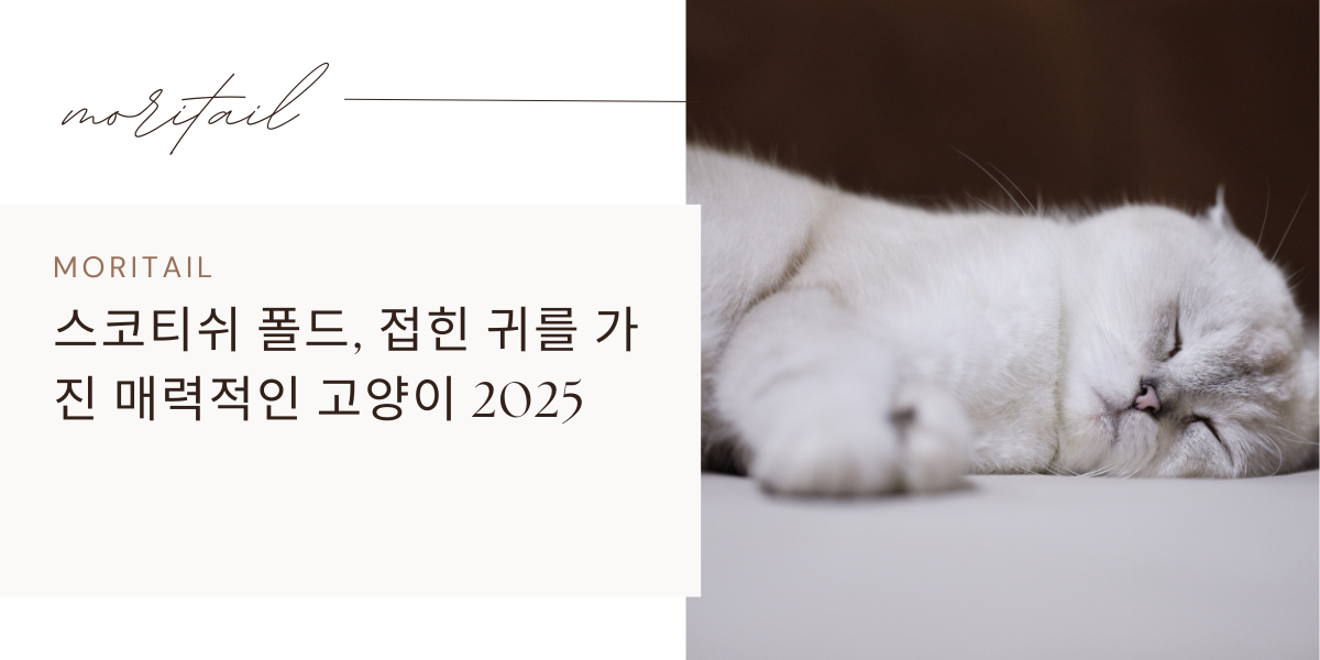 스코티쉬 폴드, 접힌 귀를 가진 매력적인 고양이 2025
