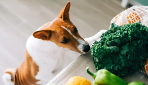 강아지사진/출처:어도비스톡