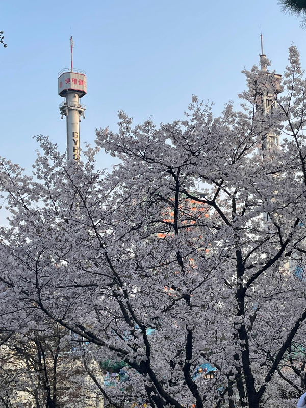 롯데월드 석촌호수 벚꽃축제