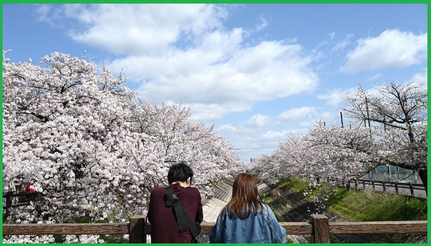 서울-벚꽃명소-즐길거리-추천