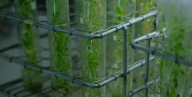 대마 수경재배 모습