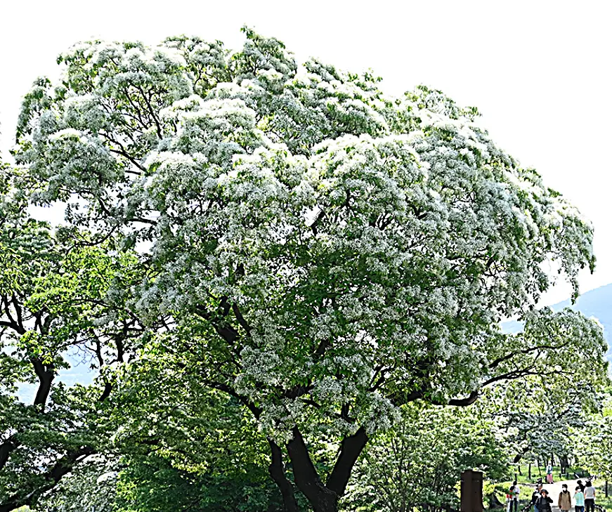 대구 교항리 이팝나무 군락지