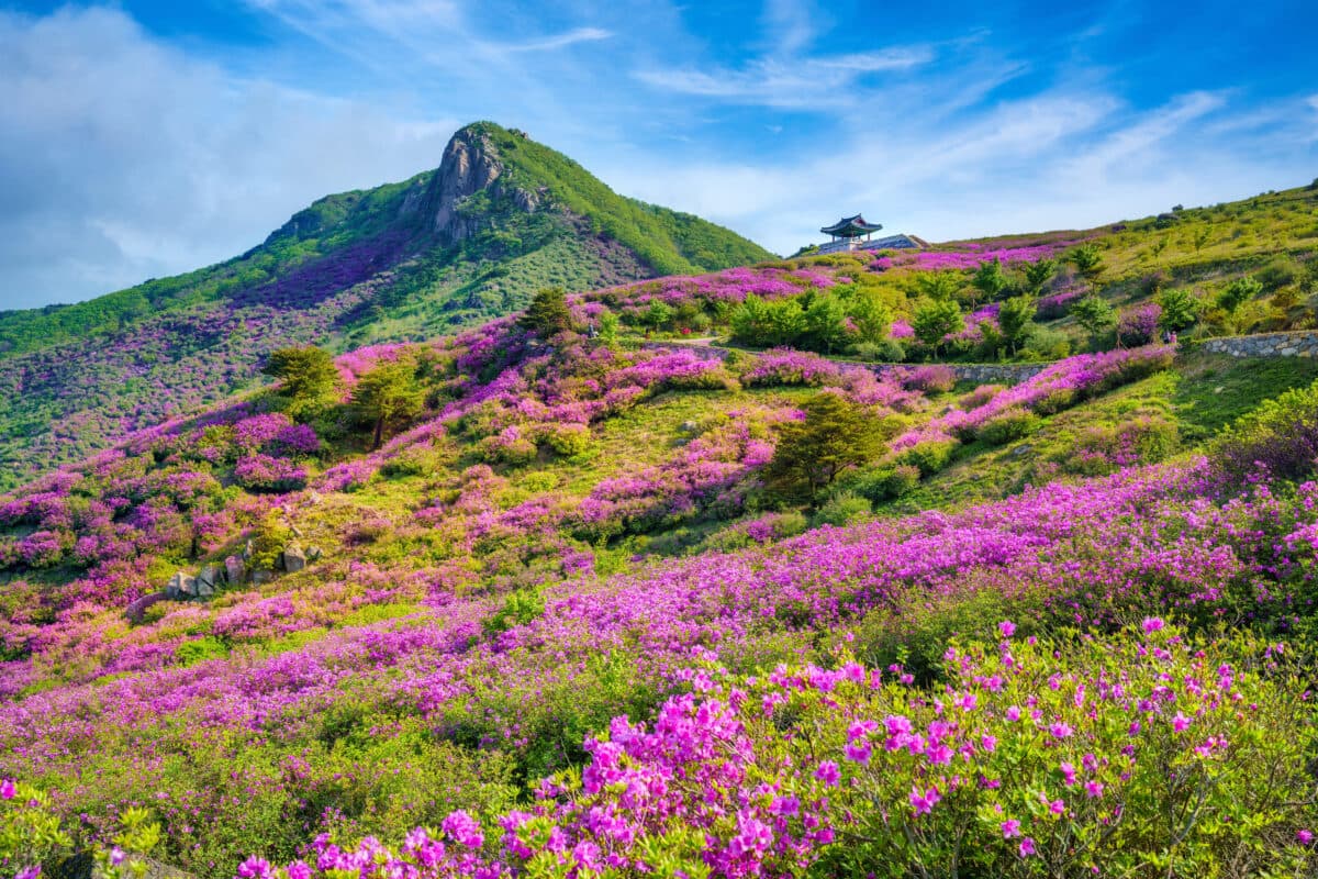 [경남 합천 여행]5월 봄 축제❘황매산 철쭉축제❘기간, 예약 방법, 실시간 개화 현황