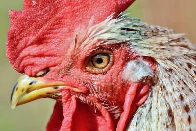 2026년 병오년 닭띠 신년운세 무료보기|무료사이트 추천 7