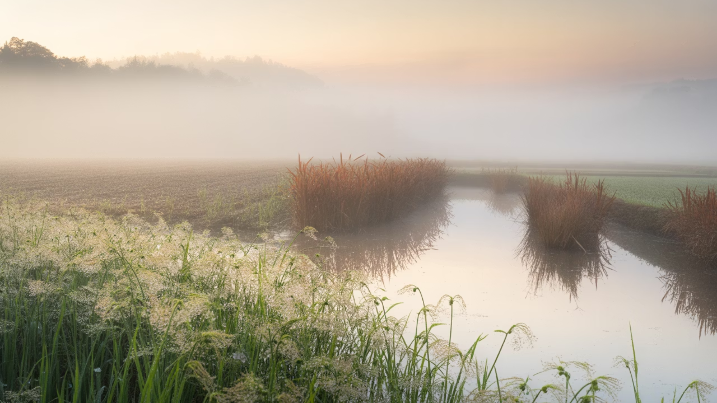 돌미나리, 참미나리 등 다양한 미나리 종류를 재배 환경과 줄기 형태로 구별하는 표