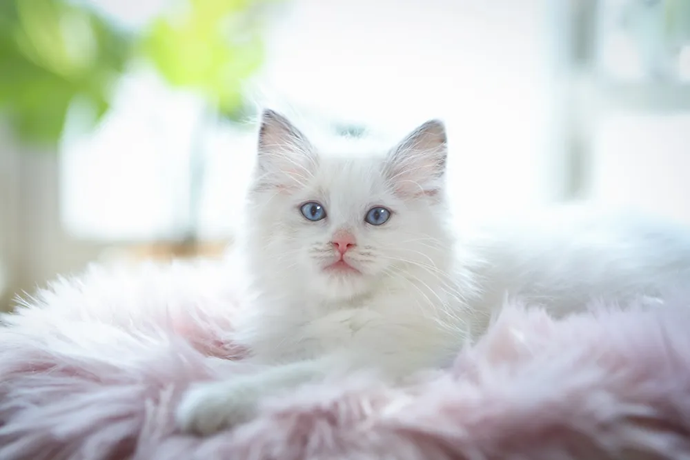 고양이 꿈해몽