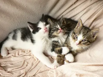 고양이 발정 기간 증상 대처_5