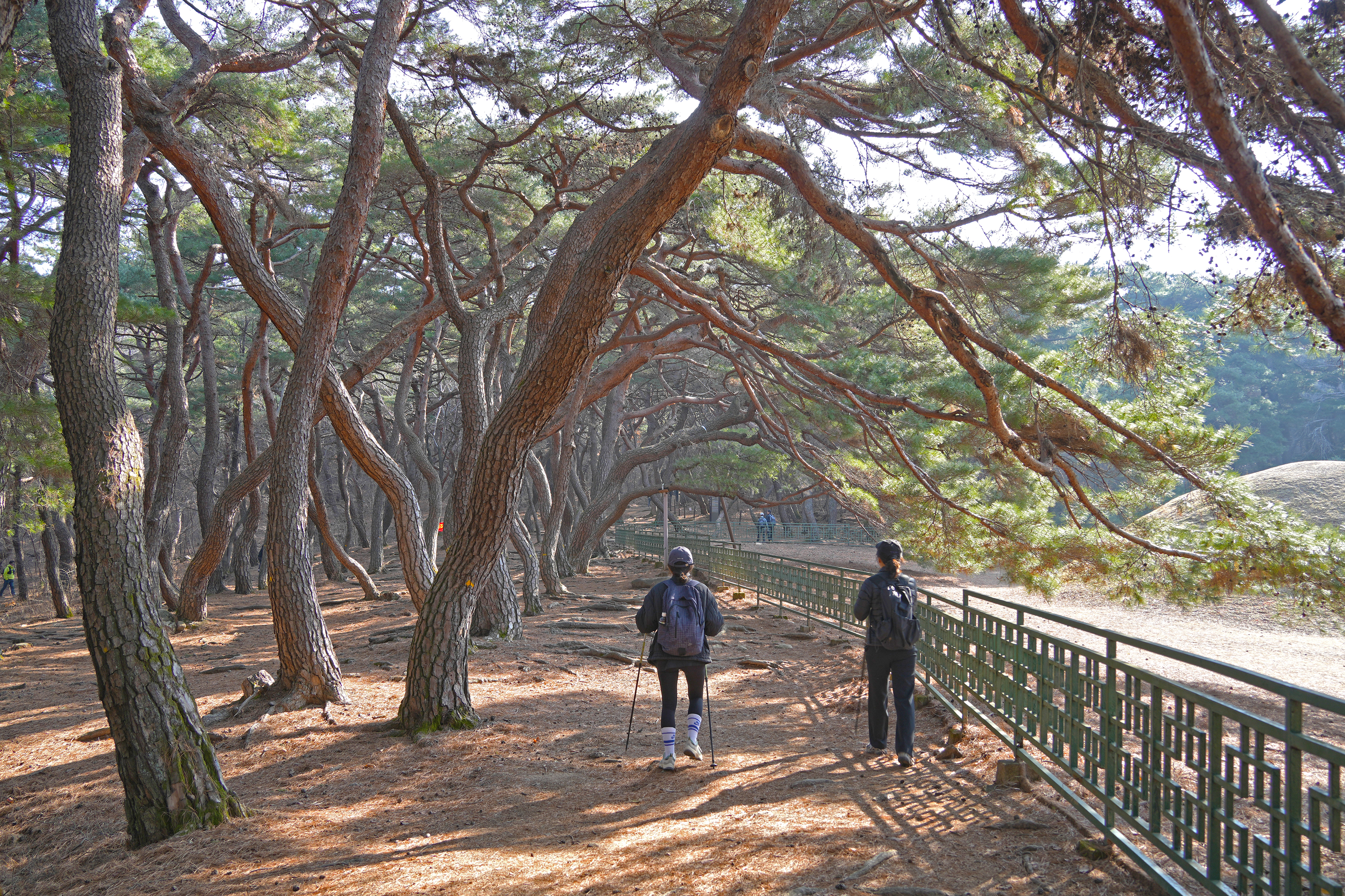 경주 남산 관련사진 2