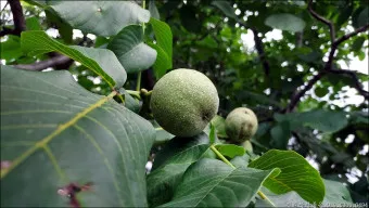 호두 효능 섭취량 칼로리_18