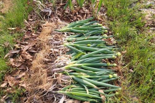 대파재배-대파-개화특성-수확시기