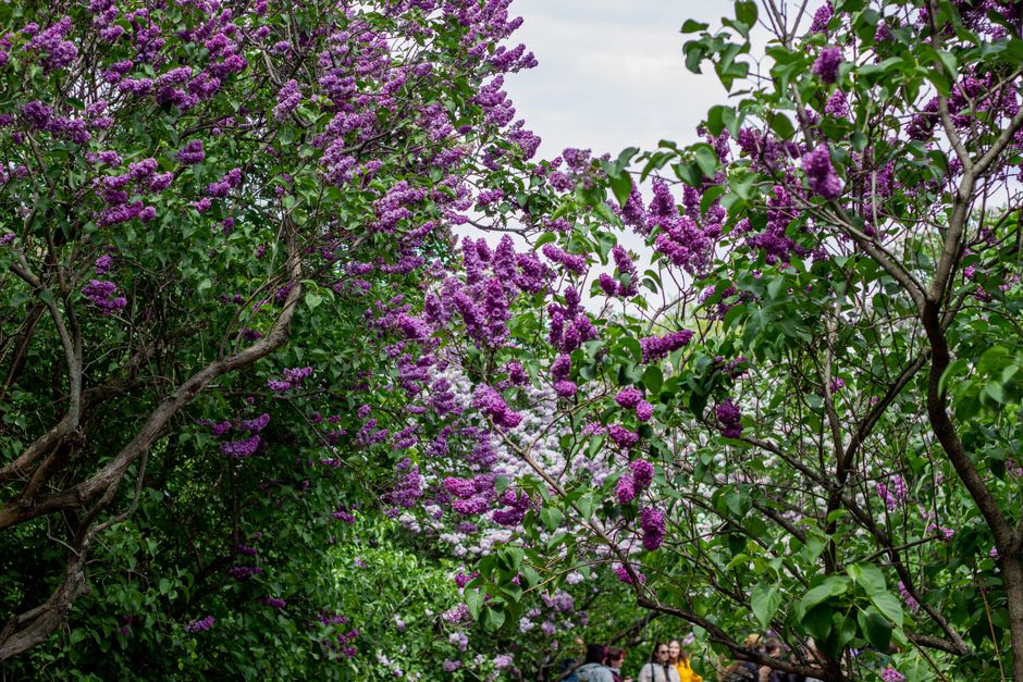 A colorful display of lilac flowers blooming in a green garden during springtime.