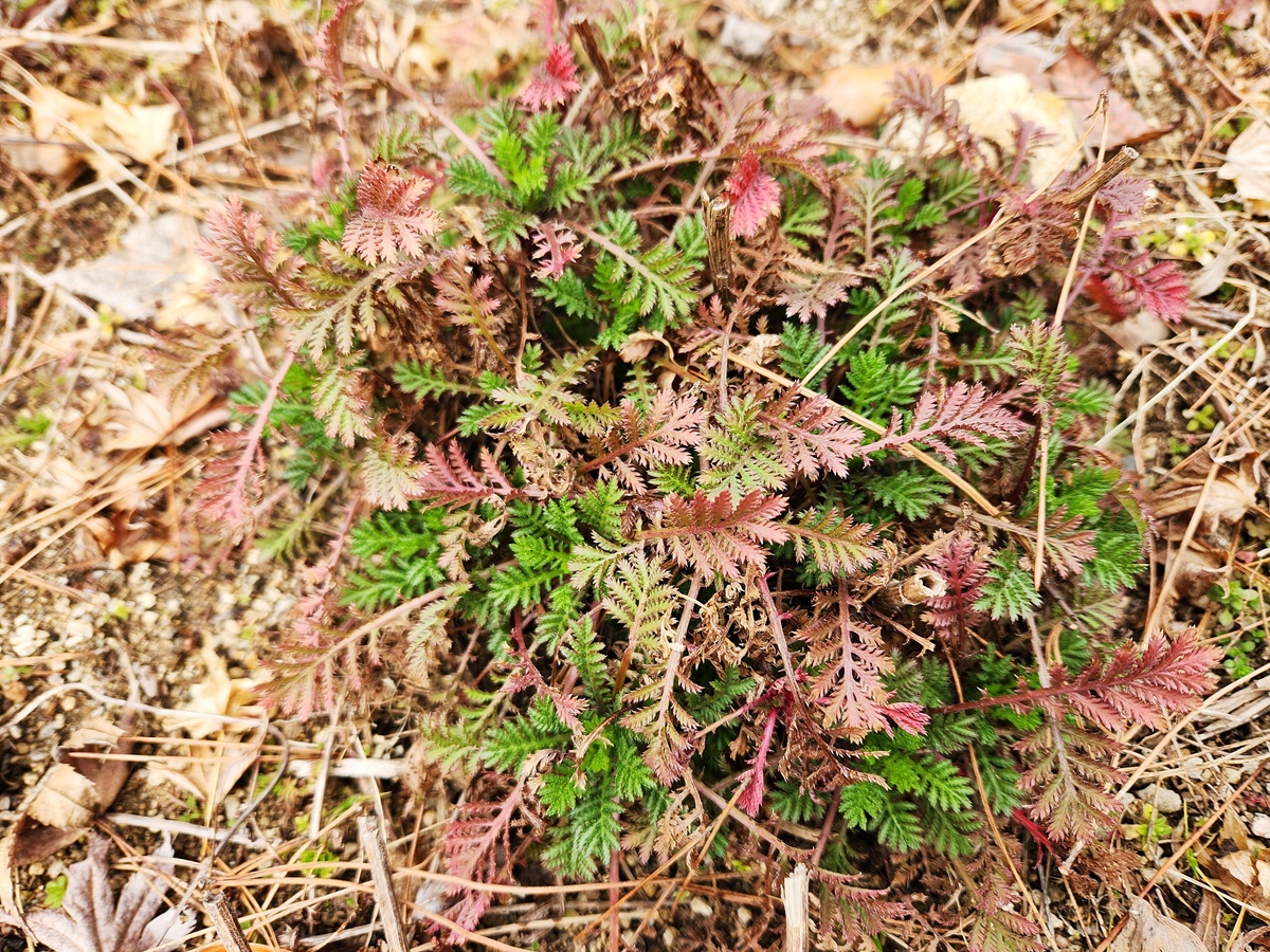 다이어스캐모마일