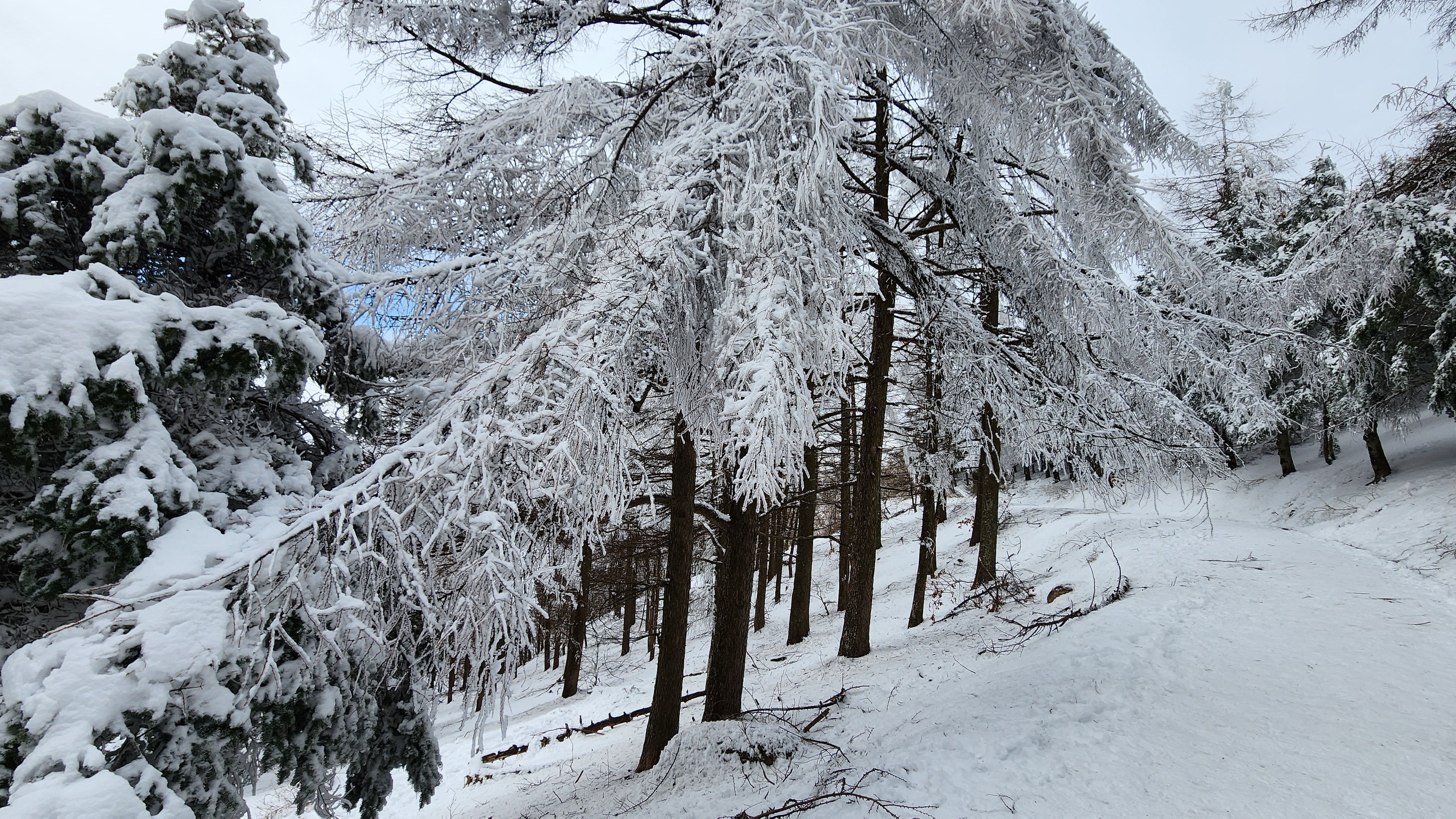 바래봉 얼음 나무