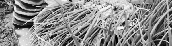 쪽파 심는시기, 쪽파 파종시기: 계절별 (봄, 가을)