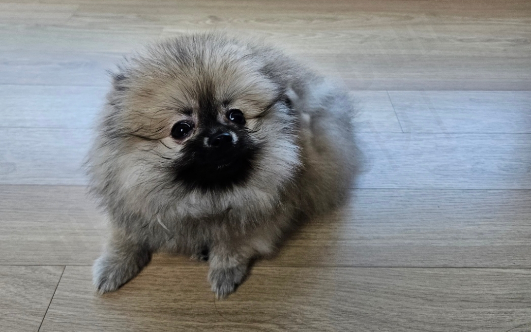 3개월 세이블 포메라니안