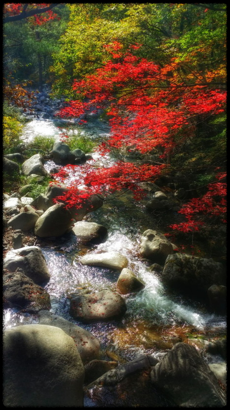 2024 가을, 국내 단풍 명소 추천: 절정 시기와 여행 팁까지 완벽 가이드