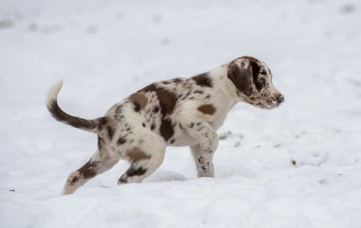 계절별 반려동물 건강 관리 팁 &ndash; 여름과 겨울 대비 맞춤 전략