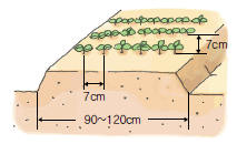 중부, 남부지방 들깨 파종, 모종 심는 시기 및 재배, 수확 방법