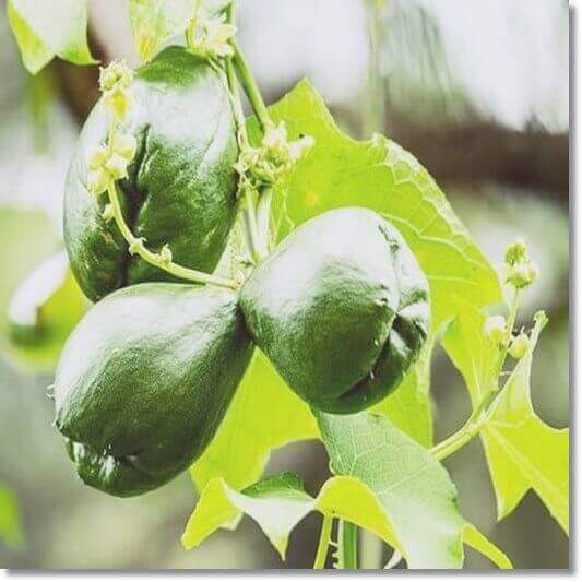 덜 자란 차요테