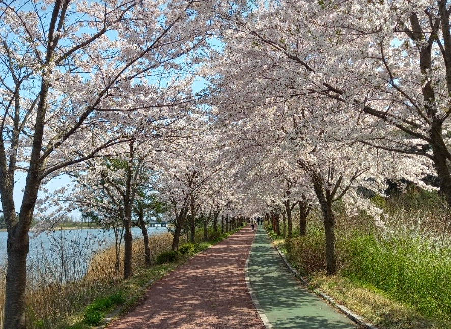 주문진 향호 벚꽃