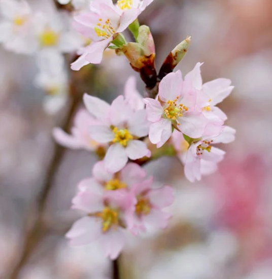 벚꽃축제 벚꽃 개화 상황