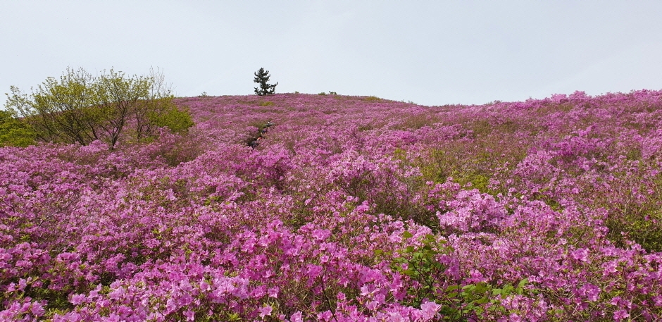 제 20회 일림산 철쭉문화행사 기본일정과 특징 소개