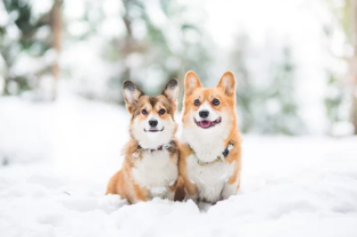 웰시코기 두마리가 앉아 있는 사진