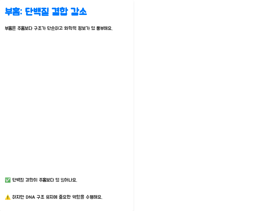 DNA 이중나선 구조, 왜 이렇게 안정적일까요? 분자생물학의 놀라운 비밀! - DNA 이중나선 구조의 안정성: 주홈과 부홈의 역할 - 부홈: 단백질 결합이 덜 일어나는 곳