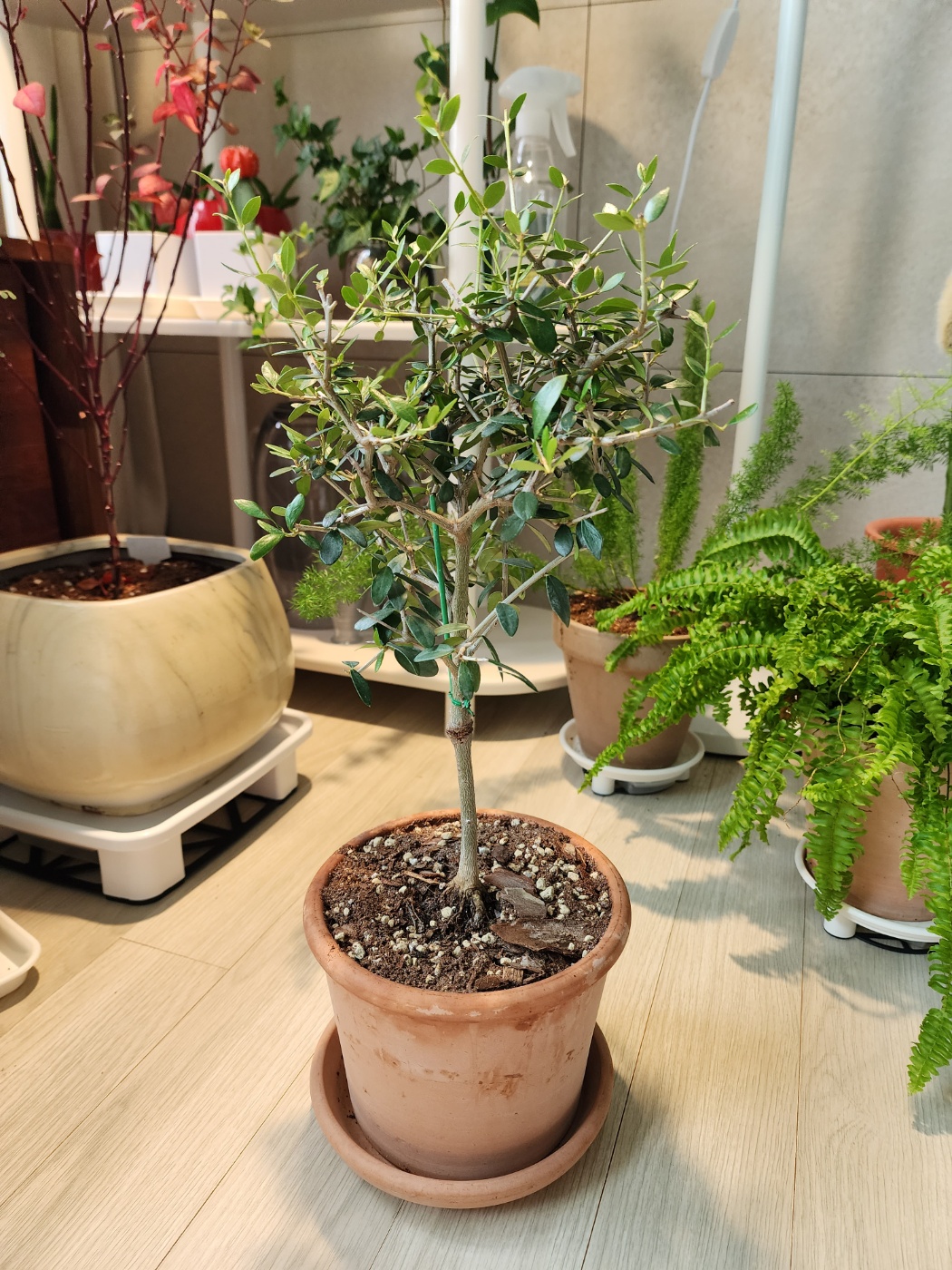 작은화분이라 바꿔주었어요