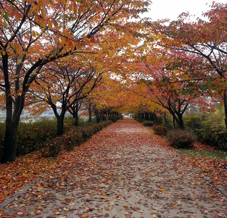 안양천 산책로