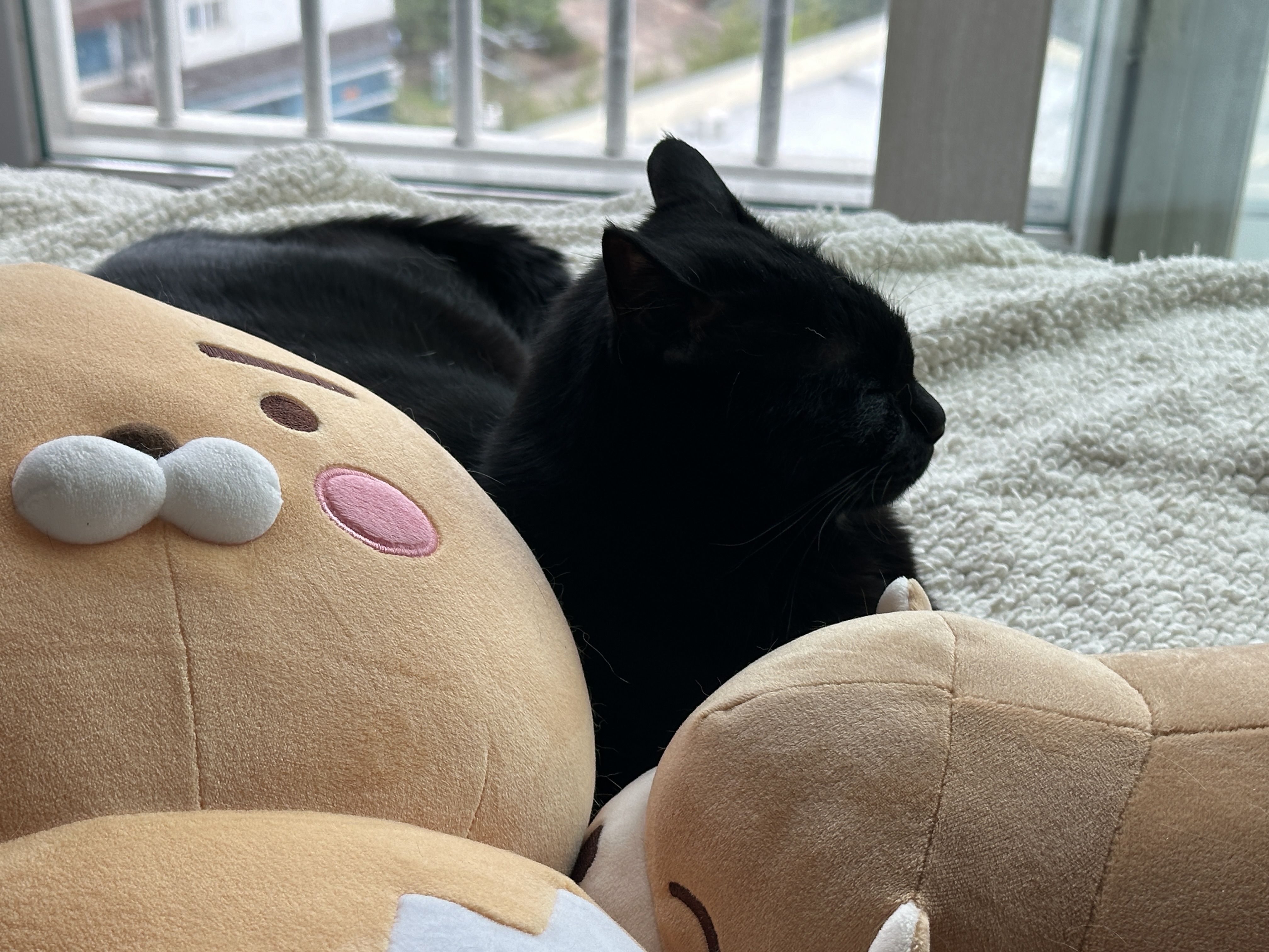 새로_업어온_물개_인형을_맘에_들어하는_건이_8