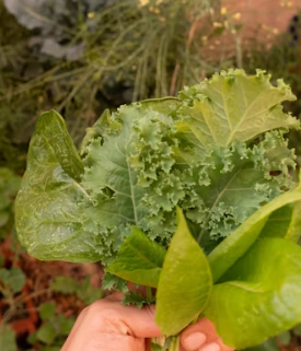 치커리 효능 부작용 뿌리 가루 고르는법 칼로리