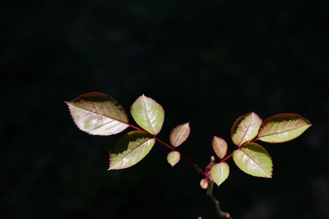 Regeneration.