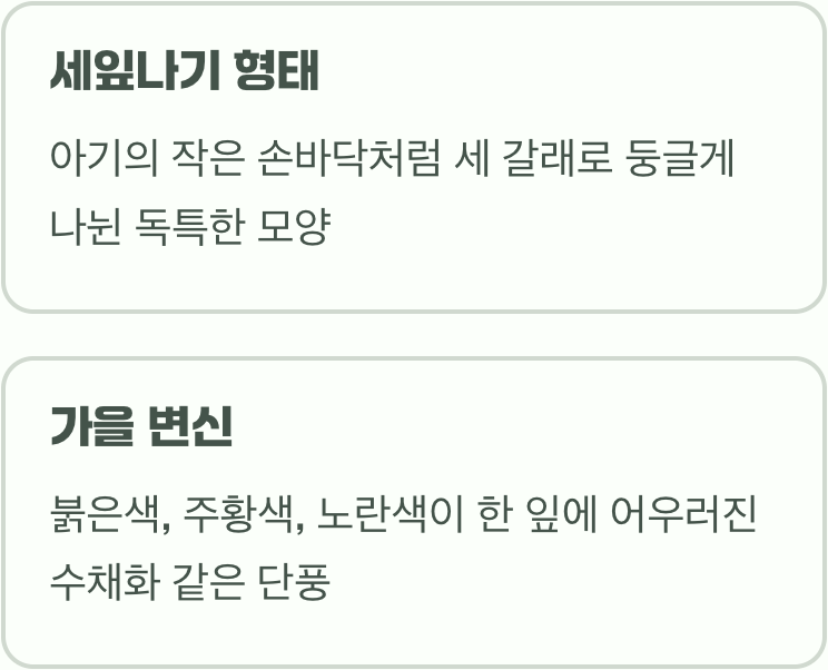 아기 손을 닮은 세 갈래 잎사귀