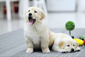 반려동물 키우는 방법