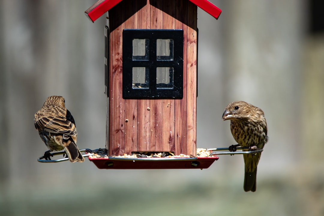 Automatic feeder