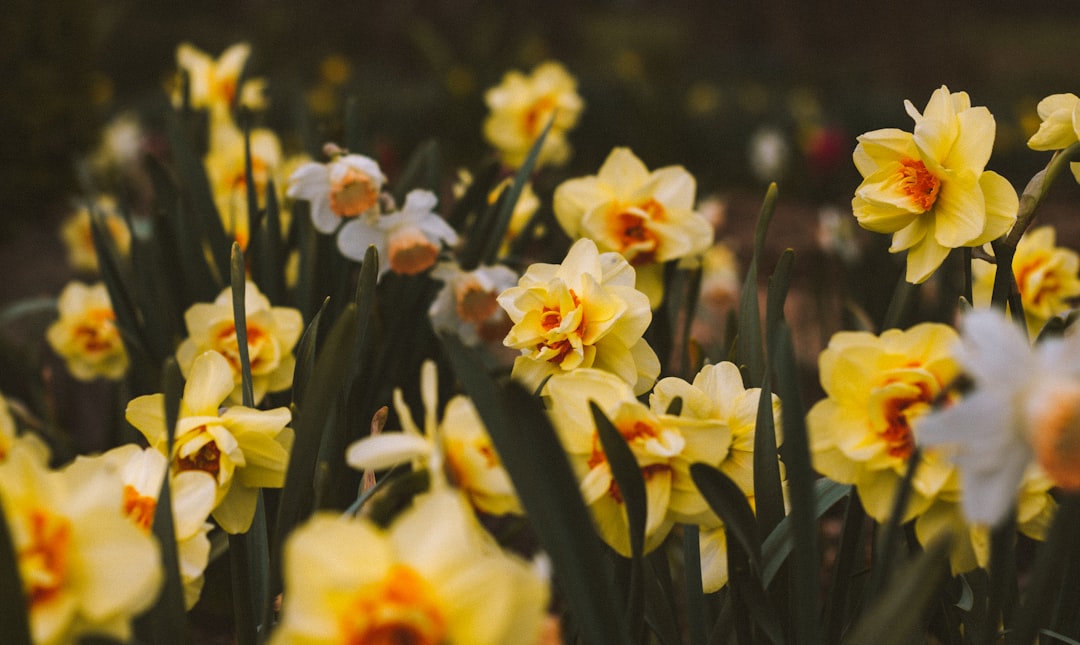 daffodil